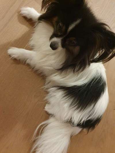 Wo sind die Papillon Besitzer?-Beitrag-Bild