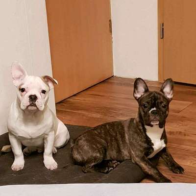 Foto's und Hundemodels-Beitrag-Bild