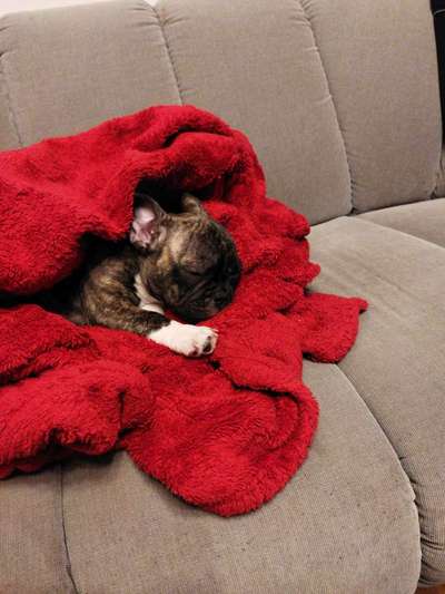 Französische Bulldoggen-Beitrag-Bild