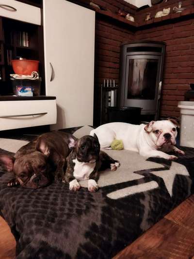 Zeigt her eure Frenchi-Beitrag-Bild