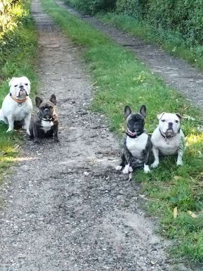 Französische Bulldoggen-Beitrag-Bild