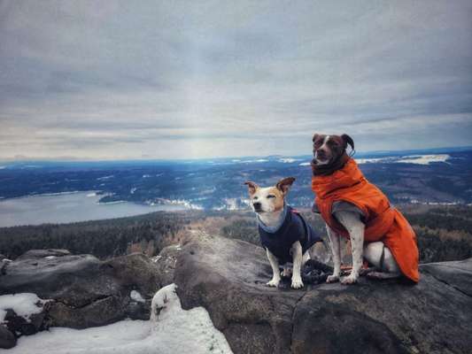 Hundetreffen-Wanderfreunde gesucht-Bild