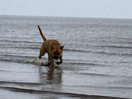 Dogorama-Monats-Challenge-Mai "Wasser"-Beitrag-Bild