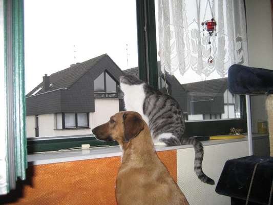 Lustigsten Grimassen von euren Hunden-Beitrag-Bild