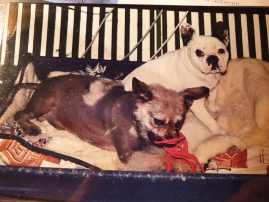 Vermutete Kleinwüchsigkeit (TA oder erfahrene Halter/in gesucht)-Beitrag-Bild