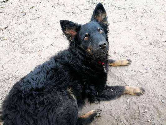Gemieden werden / verneintlich gefährlicher Hund-Beitrag-Bild