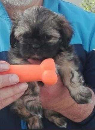 Welpen Bilder !-Beitrag-Bild