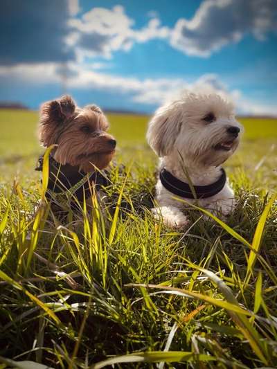 Bester Freund, Hundekumpel - zeigt her!-Beitrag-Bild