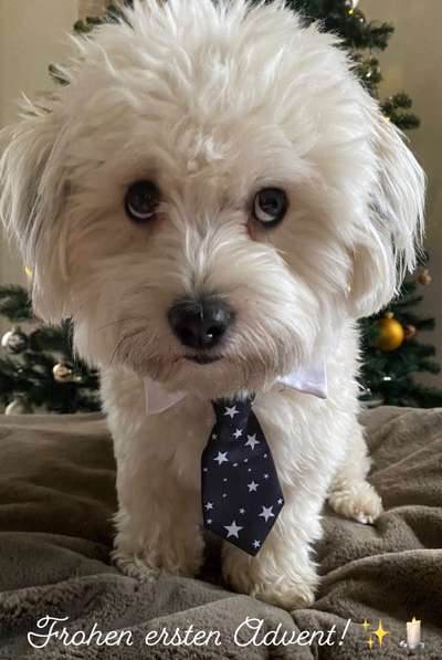 Dogorama Photo Challenge - Hundeblick zum hinschmelzen-Beitrag-Bild