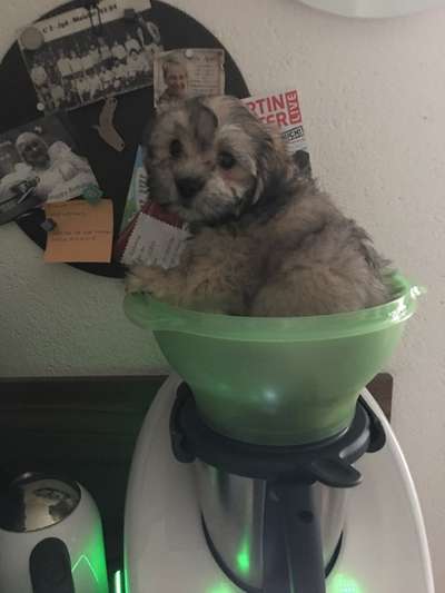 Welpen Bilder !-Beitrag-Bild