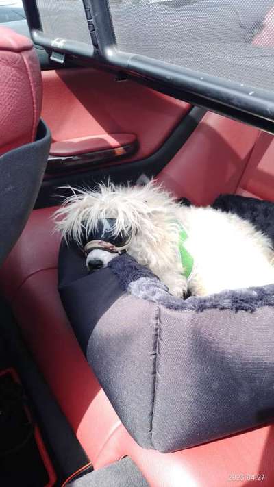 Foto Challenge Thema "Hunde im Auto"-Beitrag-Bild