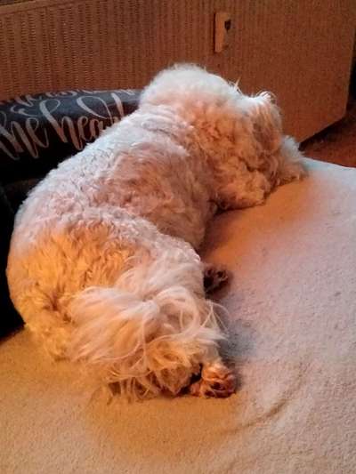 Top Dog-der Live Ticker Thread-Beitrag-Bild