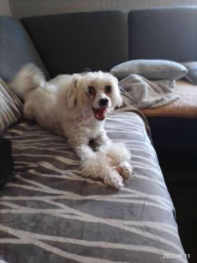 Chinese Crested (Chinesischer Schopfhund)-Beitrag-Bild