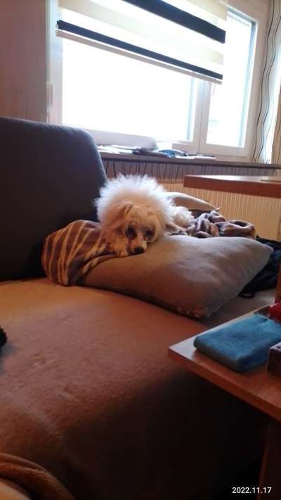 PBGV und Chinese Crested-Beitrag-Bild