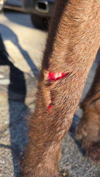 Giftköder-Hundeangriff-Bild