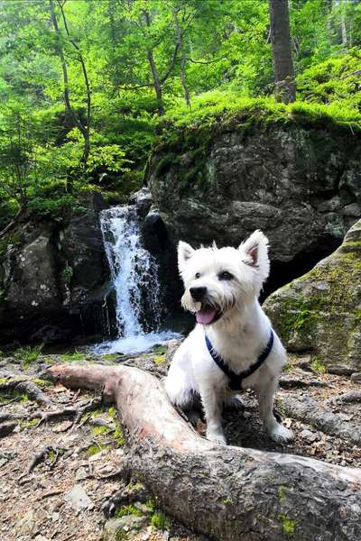 Dogorama Photo Challenge - Wasserfall-Beitrag-Bild