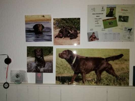 Labradorfans-Beitrag-Bild