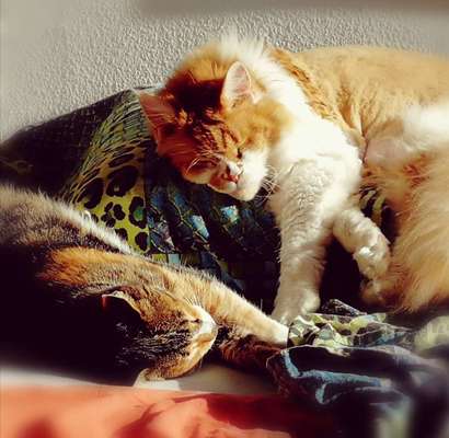 Challenge 30  Freundschaft-Beitrag-Bild