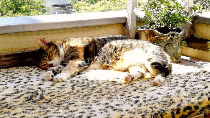 Hund aus dem Spanischen Tierschutz-Beitrag-Bild