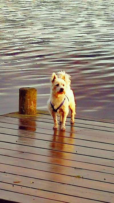 Westhighland white Terrier-Beitrag-Bild