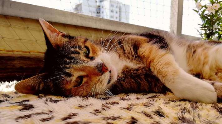 Hund aus dem Spanischen Tierschutz-Beitrag-Bild