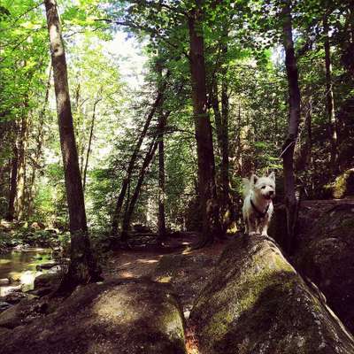 Dogorama Photo Challenge - Schattiges Plätzchen-Beitrag-Bild