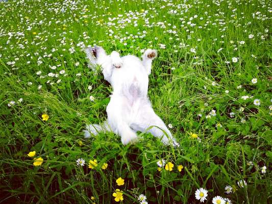 Die Dogorama Kalender Challenge Teil 3/4-Beitrag-Bild