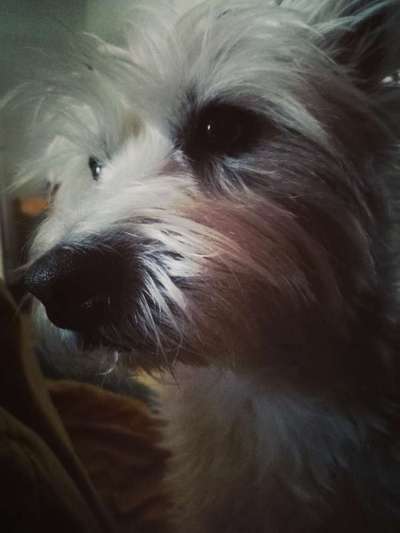 Umfrage zur relativen Schnauzenlänge-Beitrag-Bild