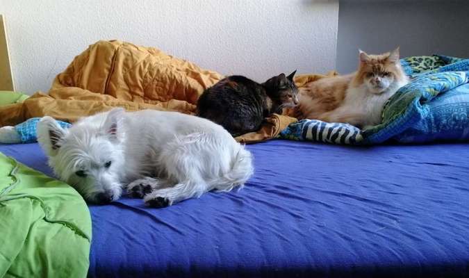 Hund und Katz Momente-Beitrag-Bild