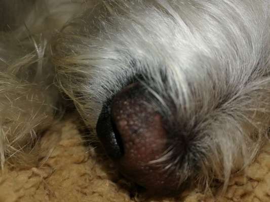 Zeigt her eure Hundenasen-Beitrag-Bild