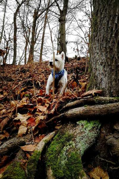 23. Handy Foto-Challenge-Beitrag-Bild