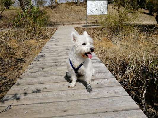 FOTOCHALLENGE 72 - Glücklicher Hund im Schmuddel-Look-Beitrag-Bild