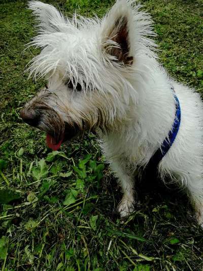 Westhighland white Terrier-Beitrag-Bild