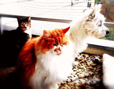 Hund und Katz Momente-Beitrag-Bild