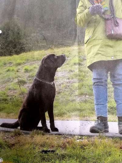 Umfrage zur relativen Schnauzenlänge-Beitrag-Bild