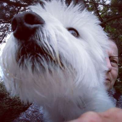 vorsicht, wir werden dominiert und manipuliert von unseren Hunden-Beitrag-Bild