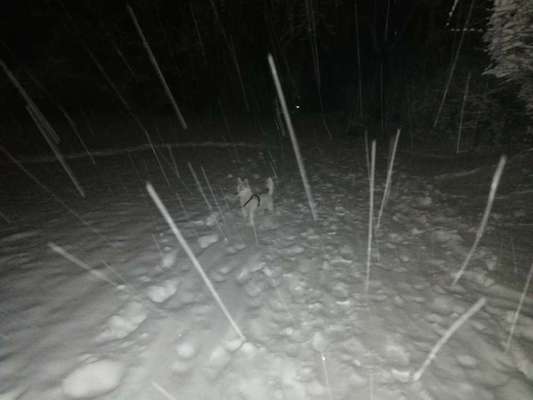 Zeigt die schönsten Schneebilder von eurer Fellnase ❄️-Beitrag-Bild
