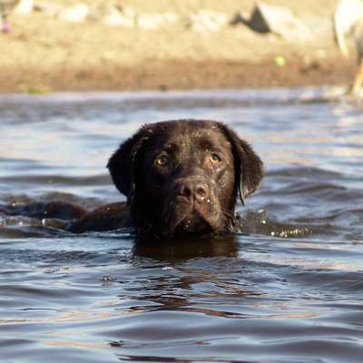 Wie heißt dein Hund?-Beitrag-Bild