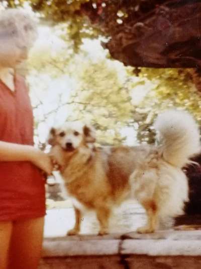 Fotochallenge Nr. 104 : Hommage an deinen ersten Hund-Beitrag-Bild