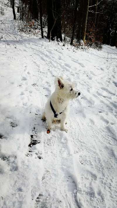 Die Dogorama Kalender Challenge Teil 2/4-Beitrag-Bild