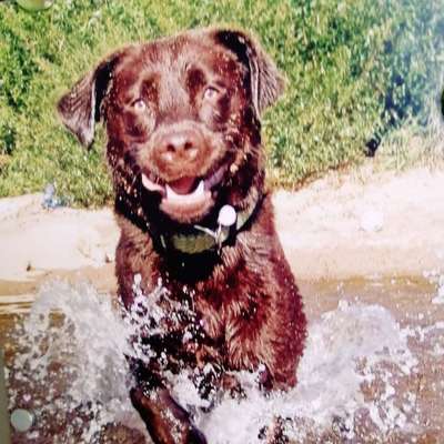 Zeigt her eure Labbis!-Beitrag-Bild