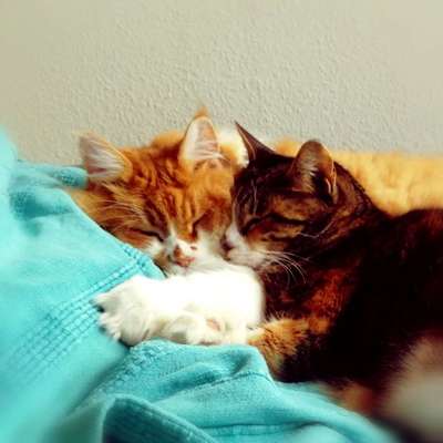 Hund aus dem Spanischen Tierschutz-Beitrag-Bild