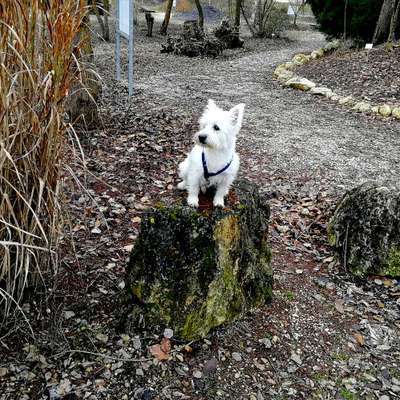 Wie heißt dein Hund?-Beitrag-Bild