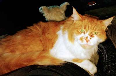 Hund und Katz Momente-Beitrag-Bild