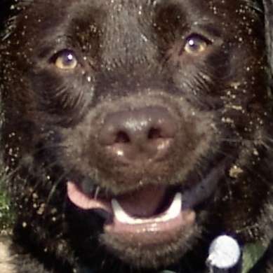 Zeigt her eure Hundenasen-Beitrag-Bild