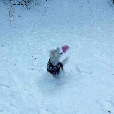 Fotochallenge Nr. 52 „Spring!“-Beitrag-Bild