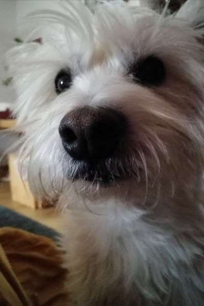 CHALLENGE NR. 19 - Der Hundeblick-Beitrag-Bild