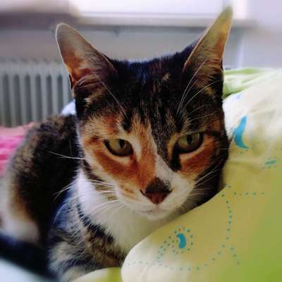 Hund aus dem Spanischen Tierschutz-Beitrag-Bild