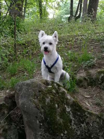 Westhighland white Terrier-Beitrag-Bild