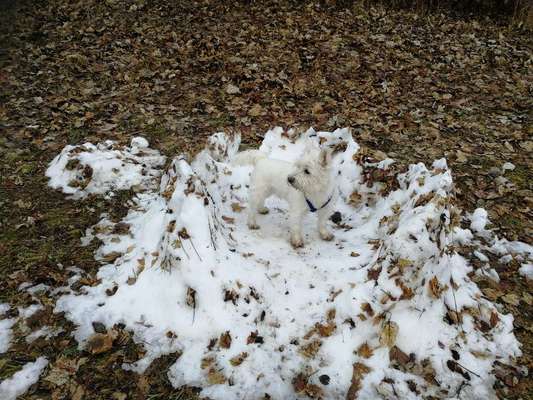 Dogorama Photo Challenge - Tarnung ist alles-Beitrag-Bild